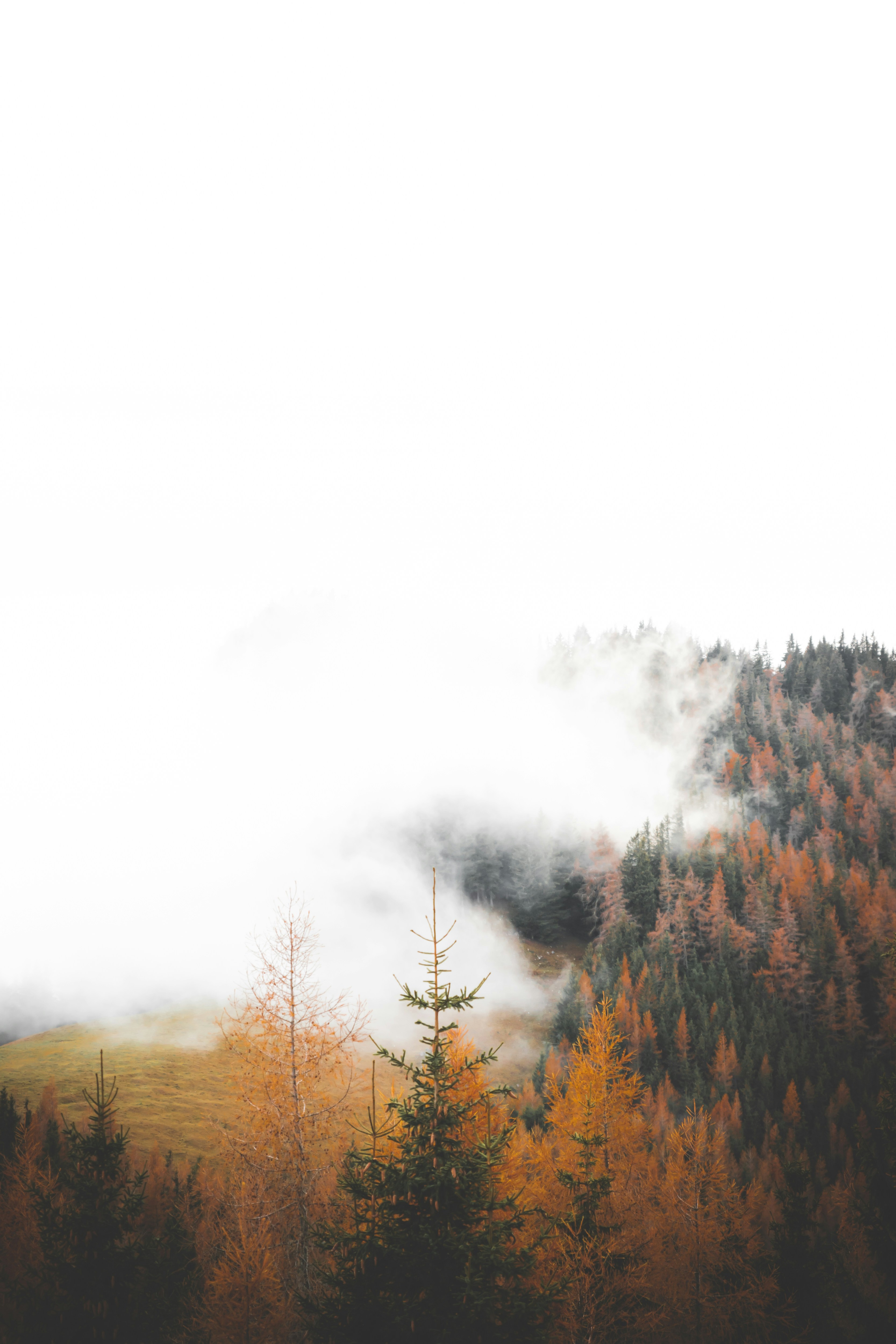 Fog drifting through an autumn hillside forest